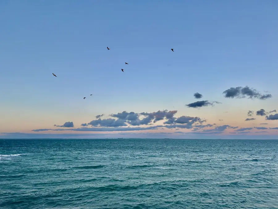 Oiseaux au-dessus de la mer au crépuscule